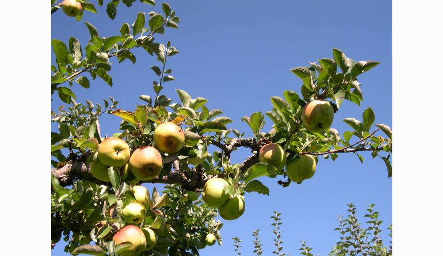 Pommes Visite guidée : Le verger de la Ballastière