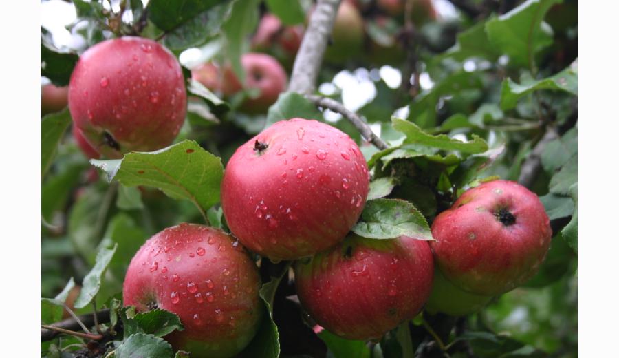 Pommes Visite guidée : Le verger de la Ballastière